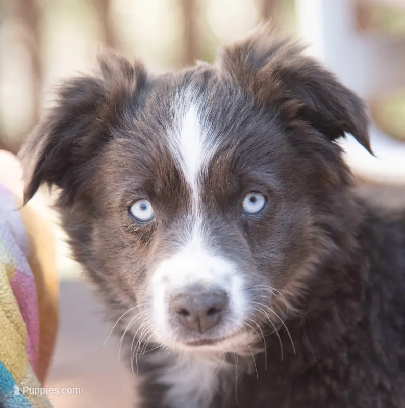 sally – Miniature Australian Shepherd puppy for sale in Marble Falls, TX