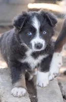 sally, a female Miniature Australian Shepherd for sale in Marble Falls, TX – Photo 3 of 6