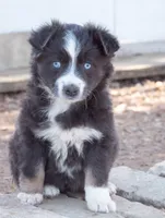 sally, a female Miniature Australian Shepherd for sale in Marble Falls, TX – Photo 1 of 6