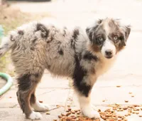 sue, a male Australian Shepherd for sale in Marble Falls, TX – 7 of 10