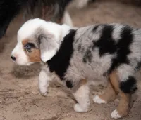 Sue, a female Miniature Australian Shepherd for sale in Marble Falls, TX – 6 of 10