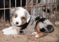 Sue, a female Miniature Australian Shepherd for sale in Marble Falls, TX – 7 of 10