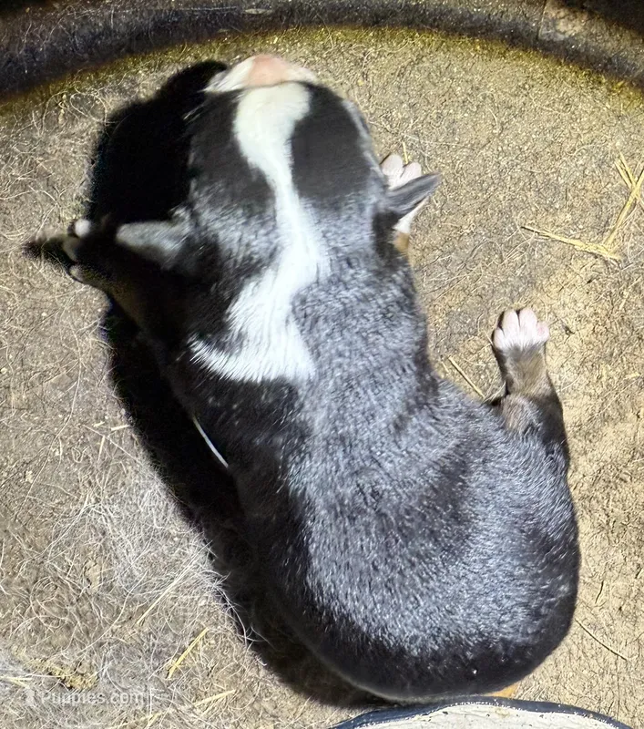 annie – Miniature Australian Shepherd puppy for sale in Marble Falls, TX