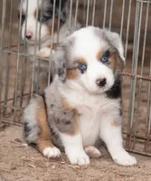 Sue, a female Miniature Australian Shepherd for sale in Marble Falls, TX – 4 of 10