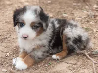 max, a male Australian Shepherd for sale in Marble Falls, TX – 6 of 10
