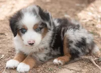 tom, a male Miniature Australian Shepherd for sale in Marble Falls, TX – 4 of 10