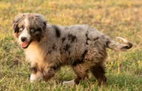 sue, a male Australian Shepherd for sale in Marble Falls, TX – 6 of 10