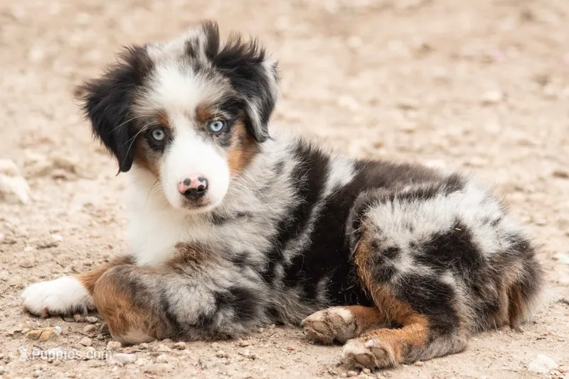 max – Australian Shepherd puppy for sale in Marble Falls, TX