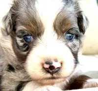 sue, a male Australian Shepherd for sale in Marble Falls, TX – 3 of 9