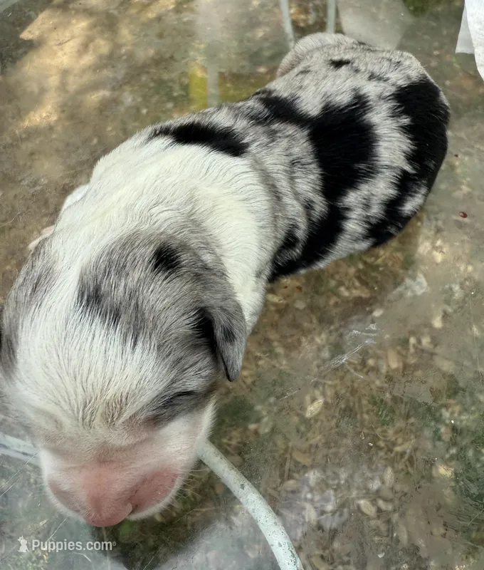 april – Miniature Australian Shepherd puppy for sale in Marble Falls, TX