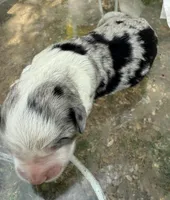 april, a female Miniature Australian Shepherd for sale in Marble Falls, TX – Photo 1 of 5
