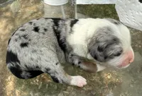 april, a female Miniature Australian Shepherd for sale in Marble Falls, TX – Photo 2 of 5