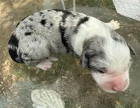 april, a female Miniature Australian Shepherd for sale in Marble Falls, TX – Photo 3 of 5