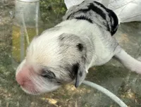 april, a female Miniature Australian Shepherd for sale in Marble Falls, TX – Photo 4 of 5