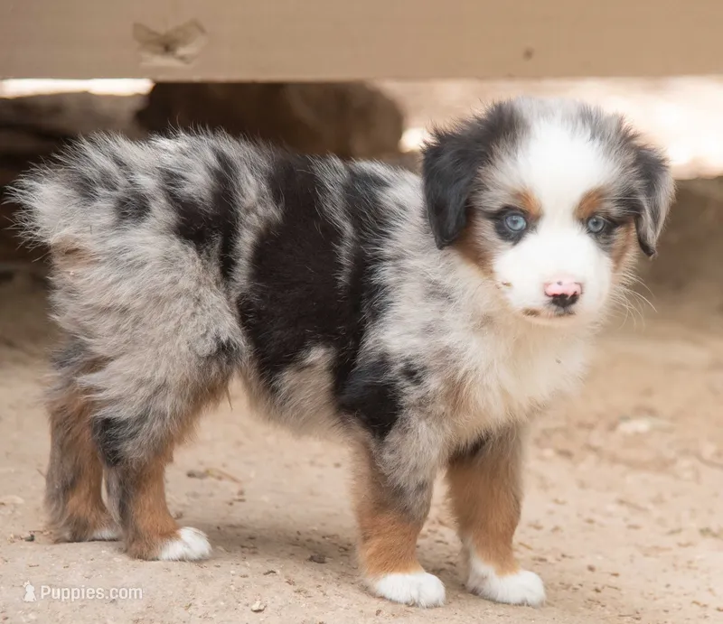 tom – Miniature Australian Shepherd puppy for sale in Marble Falls, TX