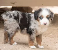 tom, a male Miniature Australian Shepherd for sale in Marble Falls, TX – 2 of 10