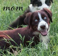 sue, a male Australian Shepherd for sale in Marble Falls, TX – 10 of 10