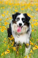Maddy, a female Miniature Australian Shepherd for sale in Marble Falls, TX – 9 of 9