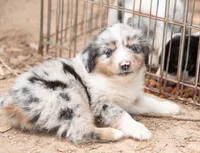 Mary, a female Miniature Australian Shepherd for sale in Marble Falls, TX – 3 of 10