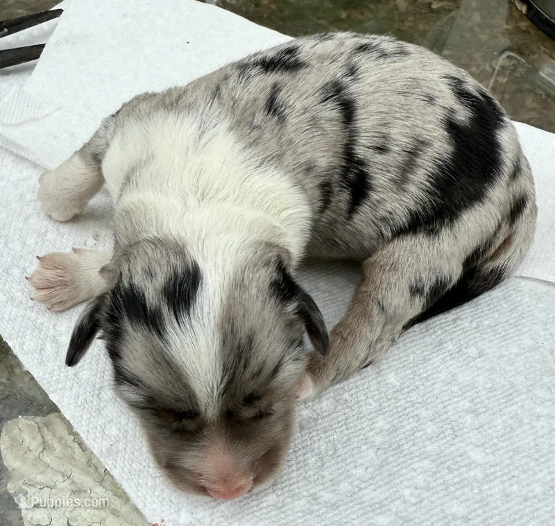 annie – Miniature Australian Shepherd puppy for sale in Marble Falls, TX