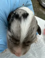 annie, a female Miniature Australian Shepherd for sale in Marble Falls, TX – Photo 3 of 4