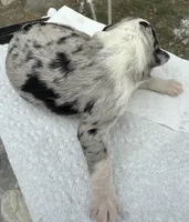 annie, a female Miniature Australian Shepherd for sale in Marble Falls, TX – Photo 4 of 4