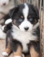 Emma, a female Miniature Australian Shepherd for sale in Marble Falls, TX – 7 of 8