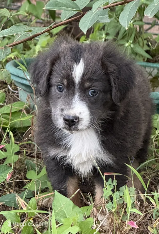 PATTY – Miniature Australian Shepherd puppy for sale in Marble Falls, TX
