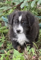 PATTY, a female Miniature Australian Shepherd for sale in Marble Falls, TX – 1 of 6
