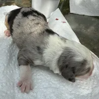 mary, a female Miniature Australian Shepherd for sale in Marble Falls, TX – Photo 3 of 6