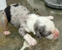 mary, a female Miniature Australian Shepherd for sale in Marble Falls, TX – Photo 5 of 6