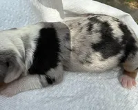 mary, a female Miniature Australian Shepherd for sale in Marble Falls, TX – Photo 6 of 6