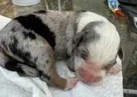 mary, a female Miniature Australian Shepherd for sale in Marble Falls, TX – Photo 4 of 6