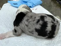 mary, a female Miniature Australian Shepherd for sale in Marble Falls, TX – Photo 2 of 6