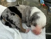 mary, a female Miniature Australian Shepherd for sale in Marble Falls, TX – Photo 1 of 6