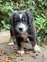 PATTY, a female Miniature Australian Shepherd for sale in Marble Falls, TX – 4 of 6