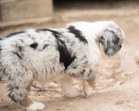 cherry, a female Miniature Australian Shepherd for sale in Marble Falls, TX – 7 of 10