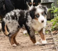 tom, a male Miniature Australian Shepherd for sale in Marble Falls, TX – 3 of 8