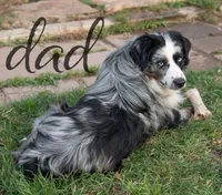 Sue, a female Miniature Australian Shepherd for sale in Marble Falls, TX – 8 of 10