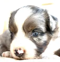 sue, a male Australian Shepherd for sale in Marble Falls, TX – 6 of 9