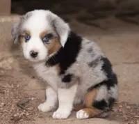 Sue, a female Miniature Australian Shepherd for sale in Marble Falls, TX – 5 of 10