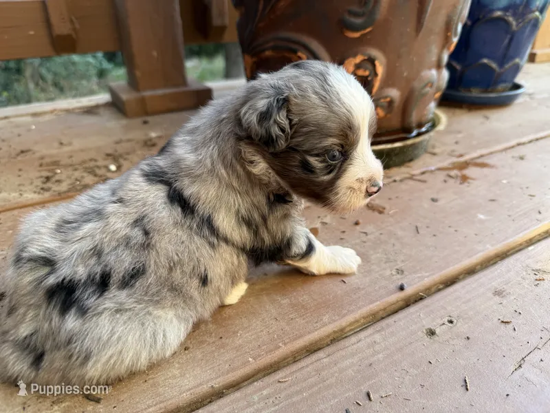 sue – Australian Shepherd puppy for sale in Marble Falls, TX