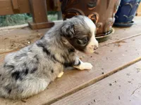 sue, a male Australian Shepherd for sale in Marble Falls, TX – 1 of 9