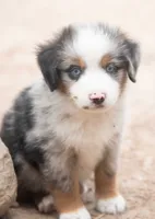 tom, a male Miniature Australian Shepherd for sale in Marble Falls, TX – 6 of 10