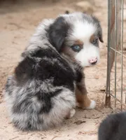 tom, a male Miniature Australian Shepherd for sale in Marble Falls, TX – 3 of 10
