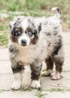 sue, a male Australian Shepherd for sale in Marble Falls, TX – 2 of 10