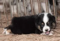 Amy, a female Miniature Australian Shepherd for sale in Marble Falls, TX – 2 of 8