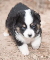 Amy, a female Miniature Australian Shepherd for sale in Marble Falls, TX – 5 of 8