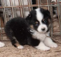 Amy, a female Miniature Australian Shepherd for sale in Marble Falls, TX – 3 of 8