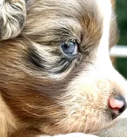 sue, a male Australian Shepherd for sale in Marble Falls, TX – 7 of 9